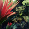 fern_n_feather